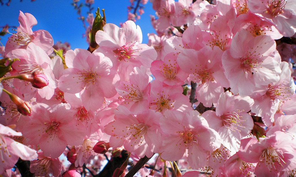 Chiết xuất tinh chất hoa Anh Đào Nhật Bản